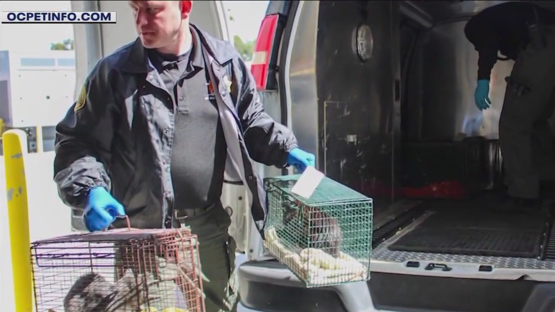 Over 40 cats seized from Orange County apartment